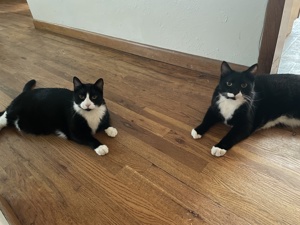 Oliver (white nose) and Gus (black nose) relaxing.